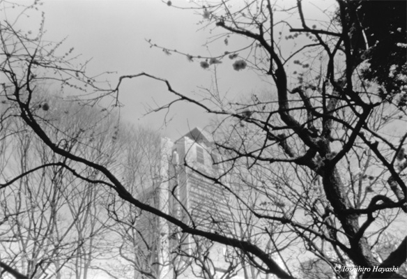 Buildings behind the trees #2 (Korakuen Park #5) 