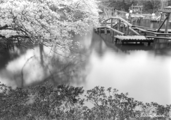 Pond of Field Athletic #2 (Shimizu-park #3)