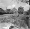 Table and weeds