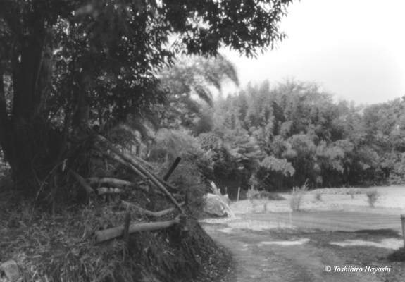 Field and bamboo 