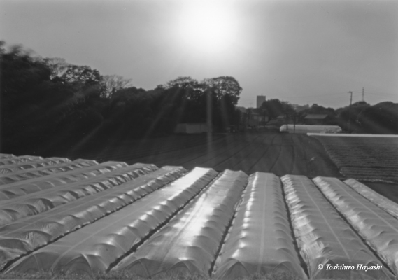 Sun above the vinyl houses