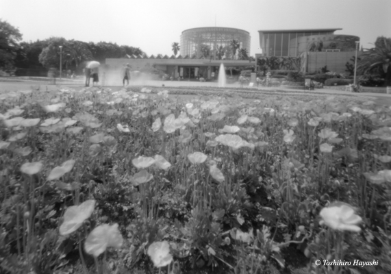 Poppy garden