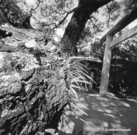 Old pine tree