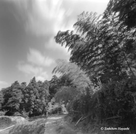 Bamboos and clouds #1