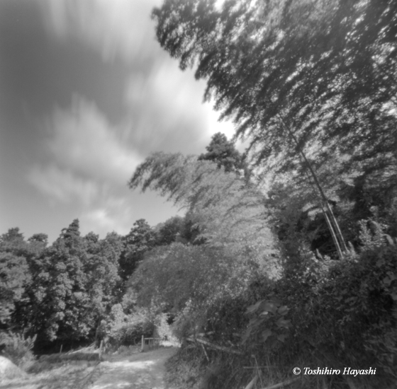 Bamboos and clouds #2