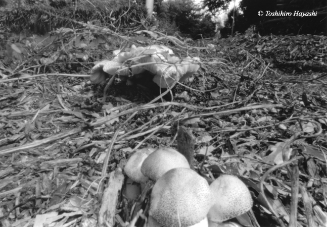 Mushroom on compost #2 