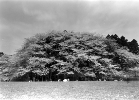 Izumi Nature Park #1