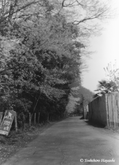 Road beside the woods