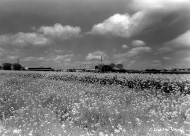 Field of rape blossoms (Nanohana Batake) 