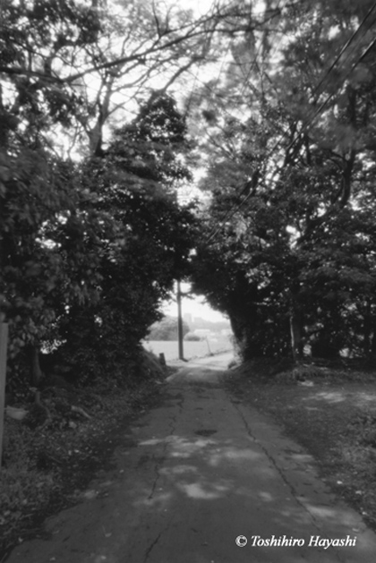 Tunnel of woods