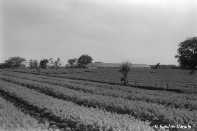 Carrot field #1