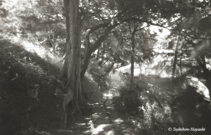 Sunlight through the trees