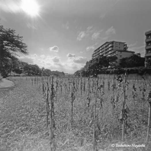 Dried Sunflower's field