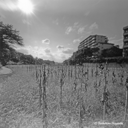 Dried Sunflower's field