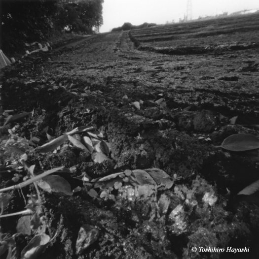 Soil of Winter field