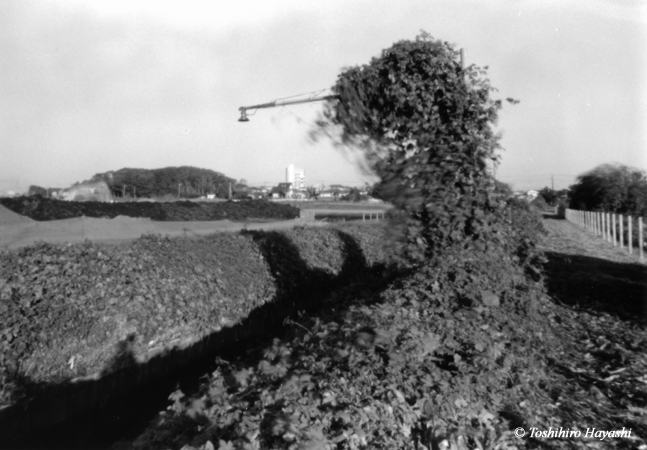 Vitality of Kudzu