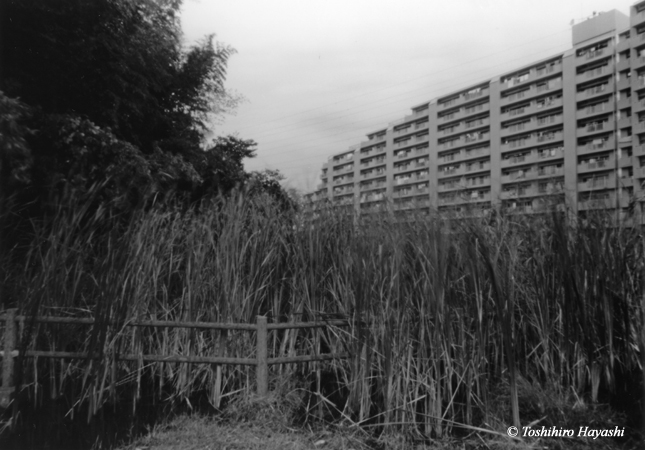 Grasses