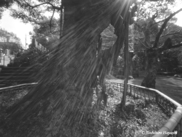 Old tree in Zen temple #1 