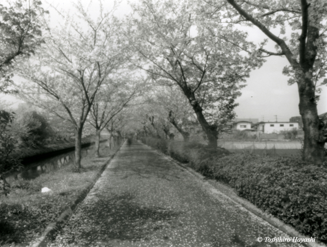 Covered with cherry blossoms