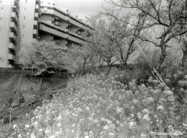 Rape blossoms with cherry blossoms