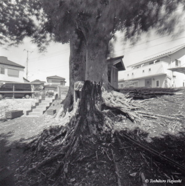 Holy aged tree