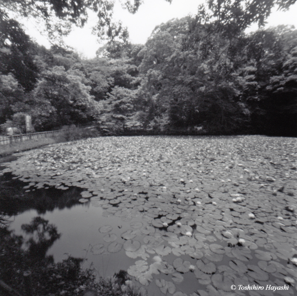 Lotus pond 