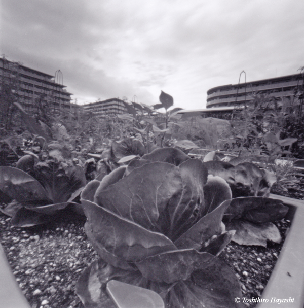 Lettuce on the planter