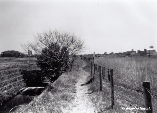 Path to the open field