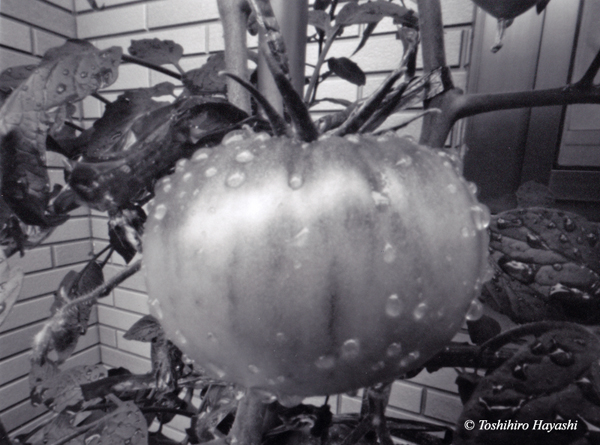 Tomatoes after raining #1