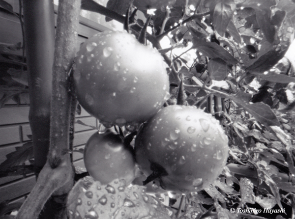 Tomatoes after raining #2