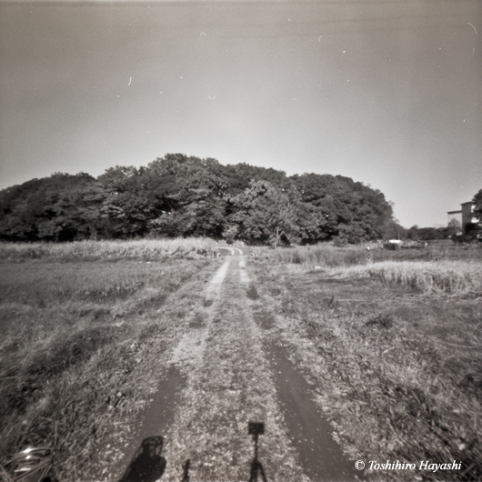 Satoyama (Japanese traditional countryside forest) -3