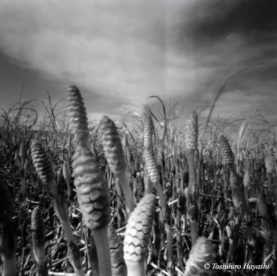 Tsukushi (Horsetails) -1