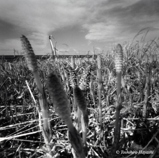 Tsukushi (Horsetails) -2
