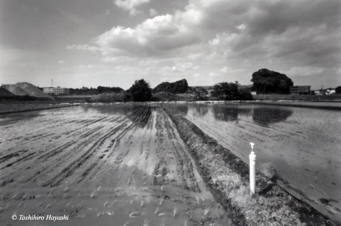 Ready to rice planting (Taue mae) - 2