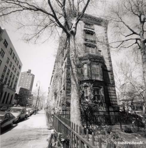 Trees and old building